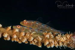 Pair of Whip Coral Gobies with a little friend-Anilao by Richard Goluch 
